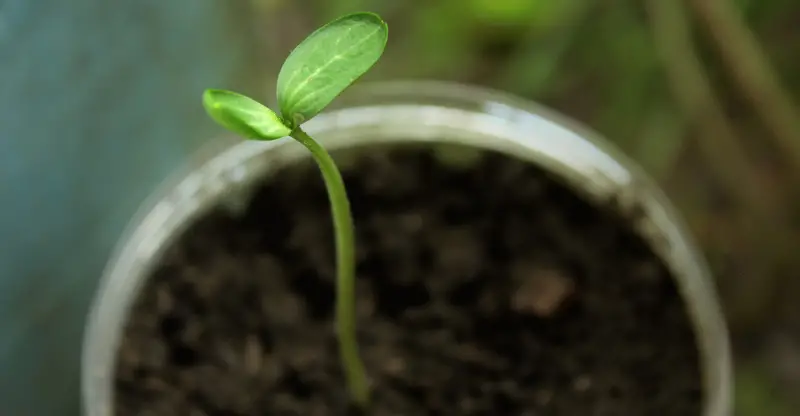 seed sprout on jar