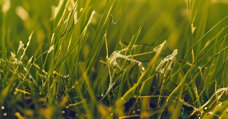 digital painting capturing the ethereal beauty of white powder dusting on grass