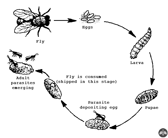 Cuterebra Life Cycle