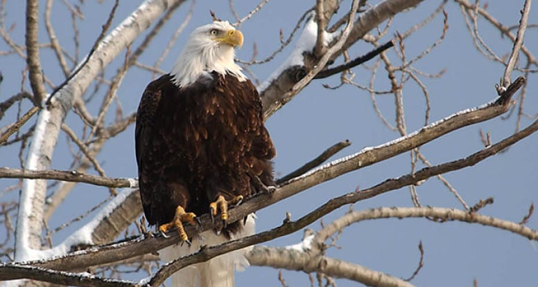 Eagle Watching