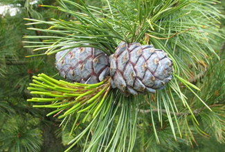 Swiss Stone Pine