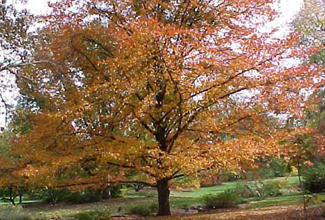 Blackgum Tree on the Landscape tour