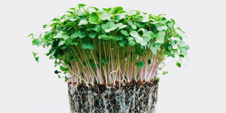 Microgreens