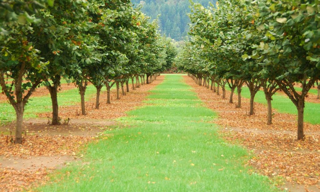 Filbert tees on a nut farm.