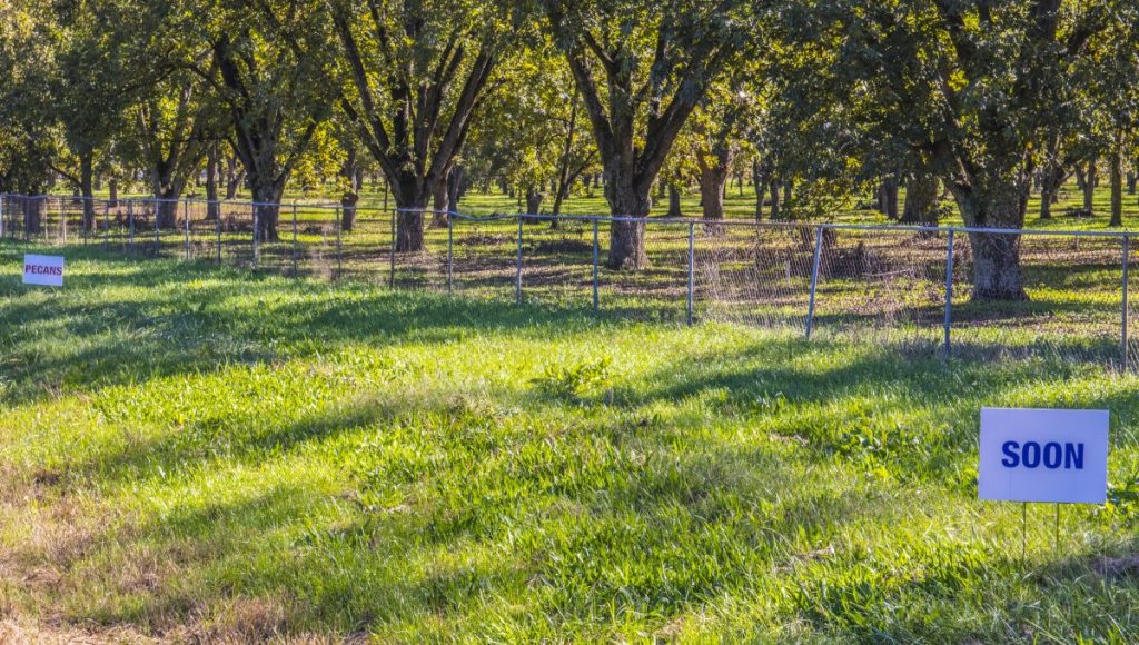 Pecan orchard.