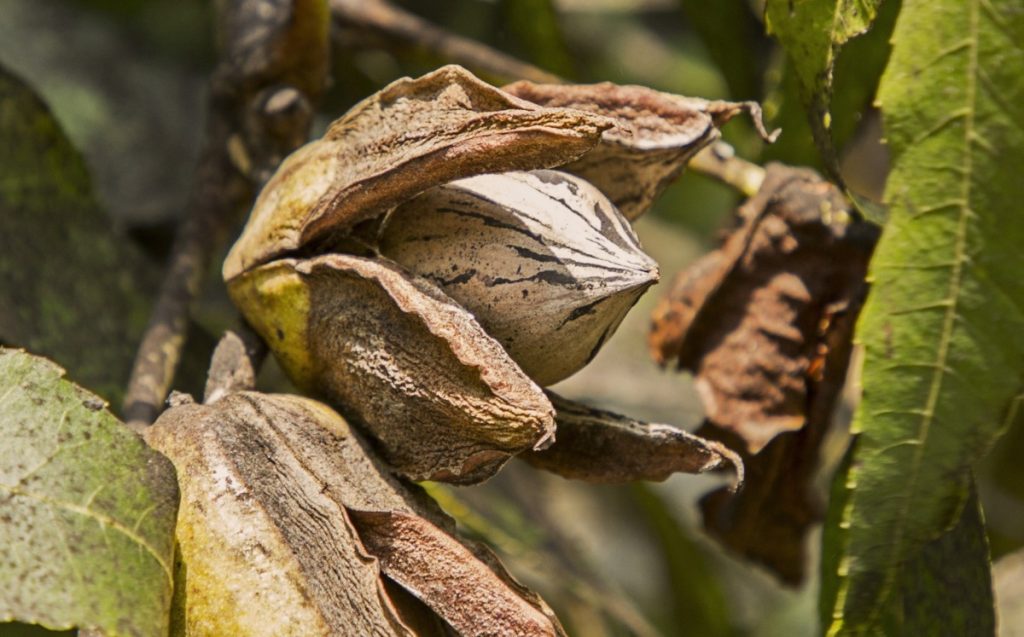 Pecan maturing on the tree.