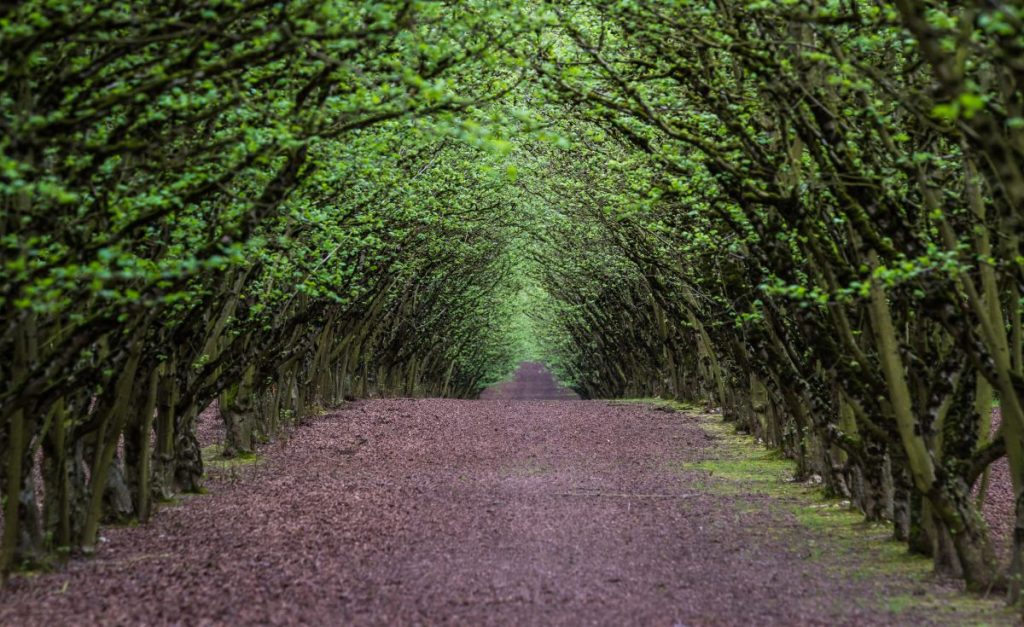 Filbert trees on a nut farm.