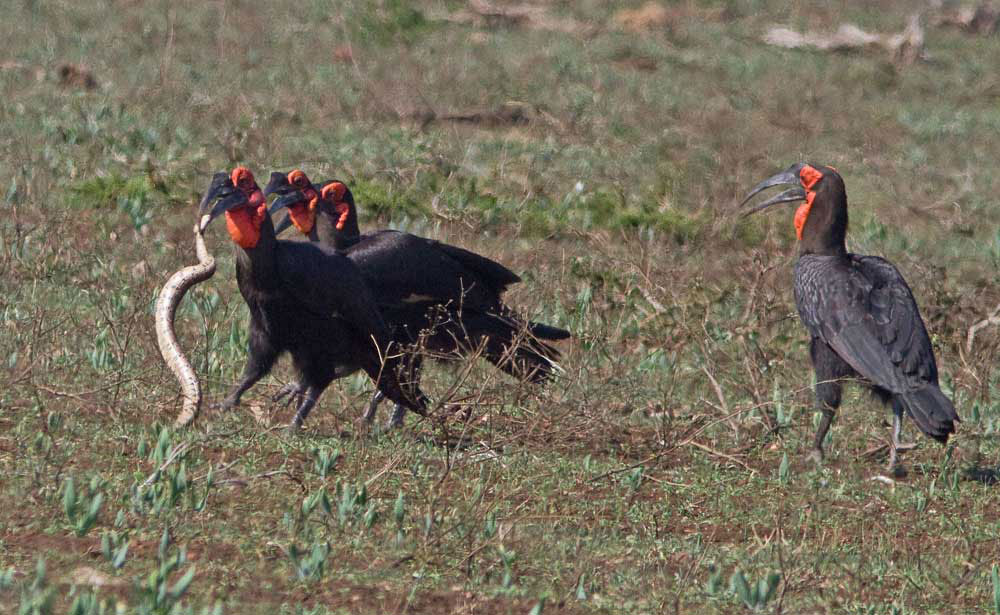 ground-hornbill--puff-adder