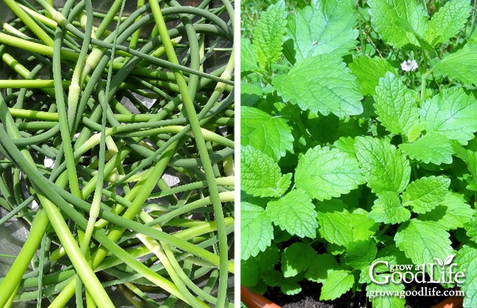 Garlic scapes and lemon balm