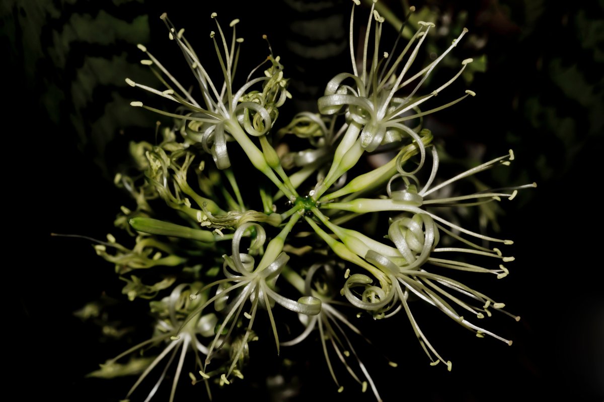 Snake Plant Flower