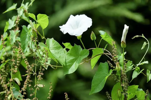 Dealing with perennial weeds