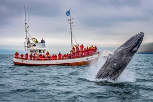 Whale Watching & Puffin Tours