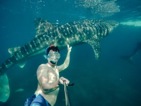 Swim with the Whalesharks at Oslob, Cebu