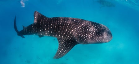 Whale shark in Bohol