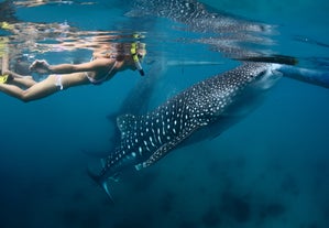 1-Week Visayas Island Region Package Whale Sharks, Dolphins & Beaches from Manila City