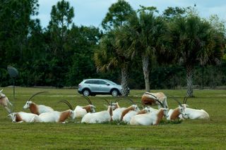 Safari Lion Country - Loxahautchee