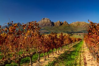 Viñedos de Stellenbosch - Stellenbosch