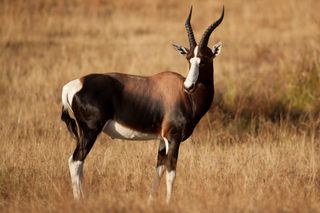 Bontebok National Park - Swellendam