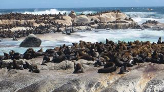 Duiker Island - Hout Bay