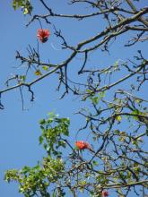 Erythrina caffra ?