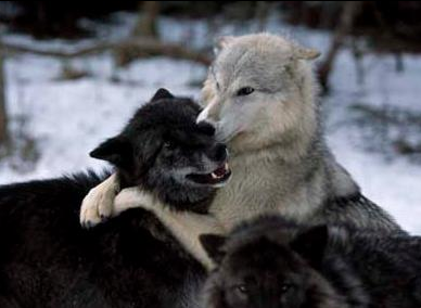 Wolf cuddles! : r/aww