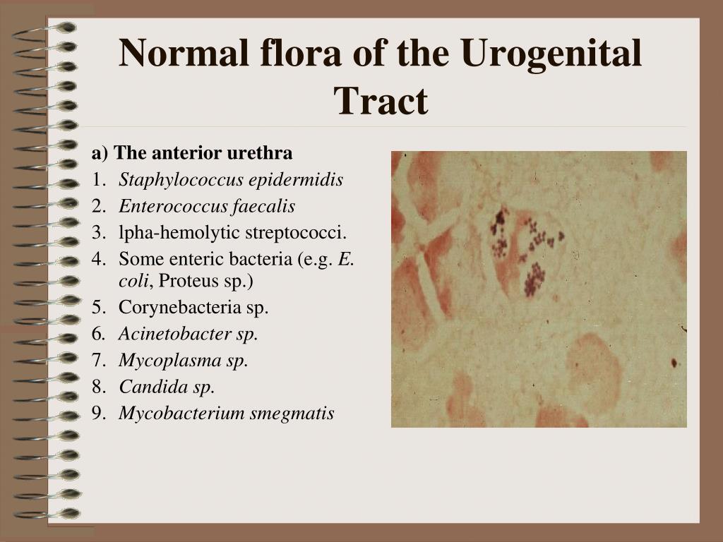 mixed urogenital flora