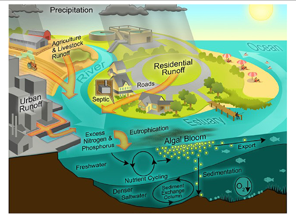 Anthropogenic Eutrophication 1673539134