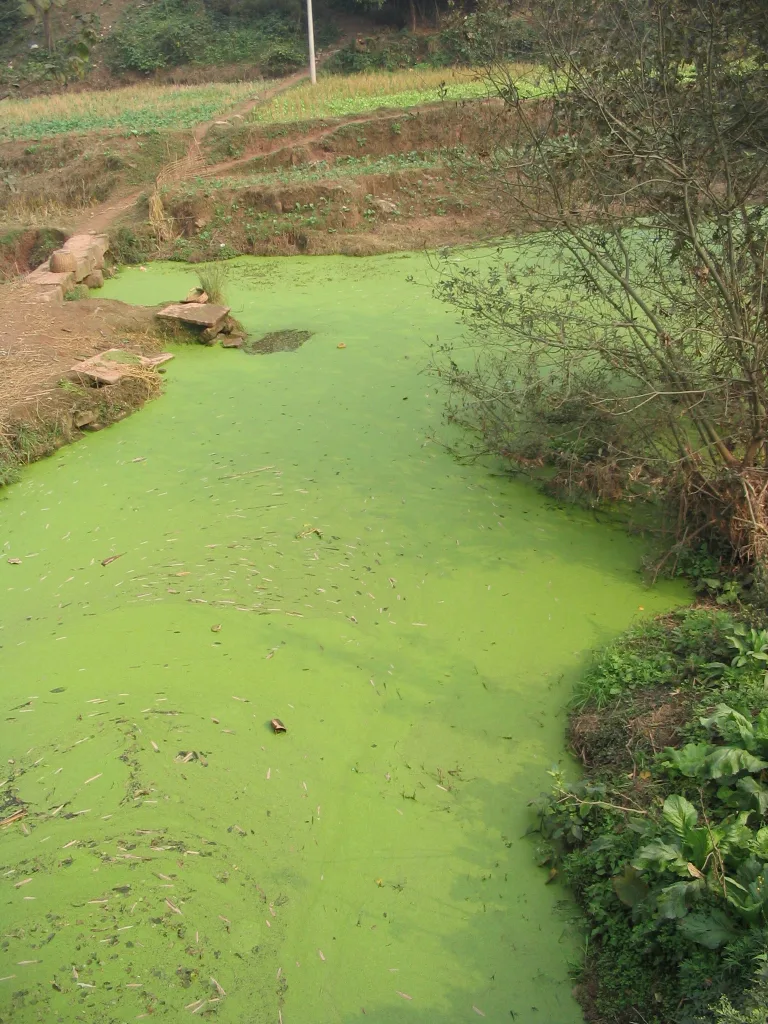 Eutrophication 1673539187