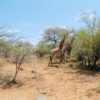 Arriving On Safari In South Africa… (Definitely Not Your Average Airport Transfer!)