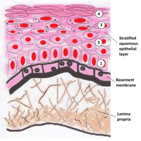 Oral mucosa.png