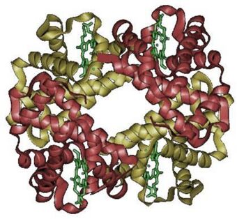 Hemoglobin.jpg