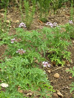 Pelargonium radens.JPG