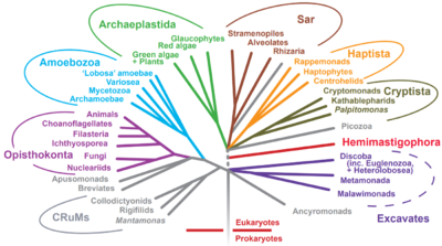 Eukaryotic tree of life showing the diversity of eukaryotic cells.