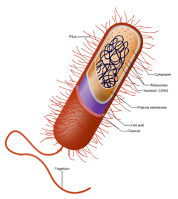 Prokaryote cell with structure and parts