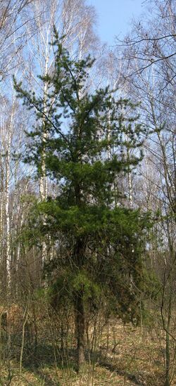 Pinus banksiana.jpg