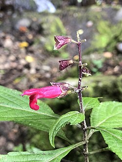 Salvia venulosa.jpg