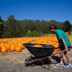 pumpkin in wheelbarrow