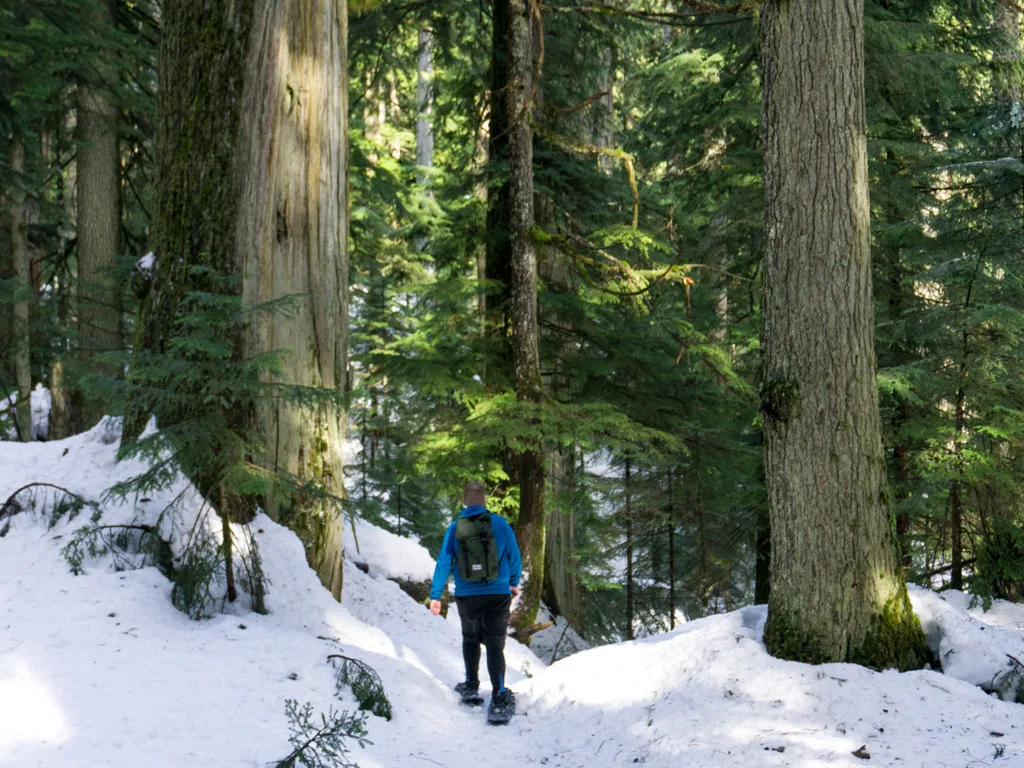 A man wearing a backpack snowshoes through the trees. Get gift ideas for snowshoers