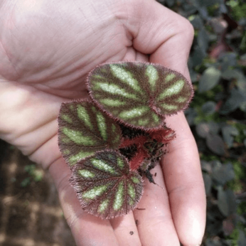 Begonia Versicolor