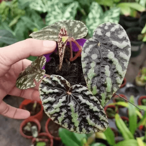 Begonia variabilis