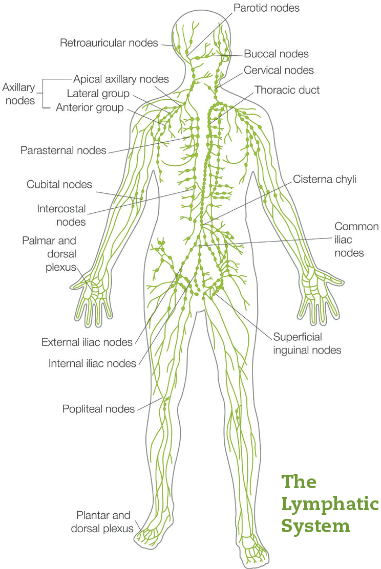 [DIAGRAM] Lymph Nodes Lymphatic System Diagram - MYDIAGRAM.ONLINE