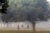 Three people in a New Delhi park stand near a large leafy tree in smoggy conditions.