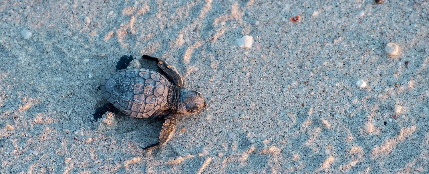 green sea turtle on turtle beach