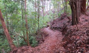 Makawao Forest Reserve, photo by DLNR