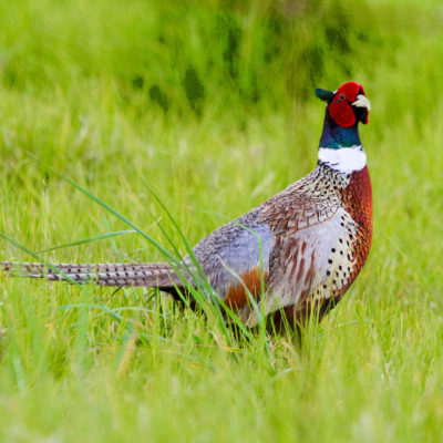 Ring Necked Pheasant, photo by Sherman Wing