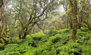 TNC Waikamoi Preserve, photo by Ian Shive