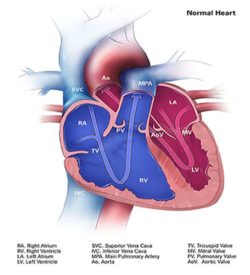 How Does the Healthy Heart Work? | HC Smart