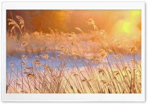 Reeds In The Morning Sun Ultra HD Wallpaper for 4K UHD Widescreen Desktop, Lockscreen, Screensaver, TV, Tablet, Smartphone