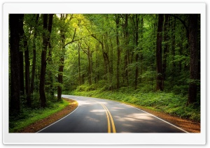 Road, Green Trees, Forest Ultra HD Wallpaper for 4K UHD Widescreen Desktop, Lockscreen, Screensaver, TV, Tablet, Smartphone