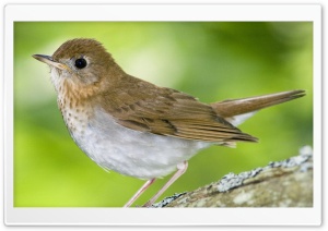 Veery Kingston Annapolis Valley Nova Scotia Canada Ultra HD Wallpaper for 4K UHD Widescreen Desktop, Lockscreen, Screensaver, TV, Tablet, Smartphone